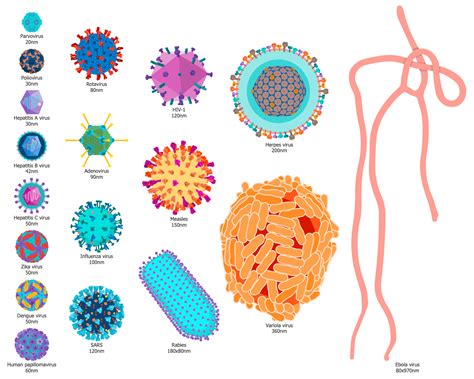 Types of viruses vector illustration labeled drawings – Artofit