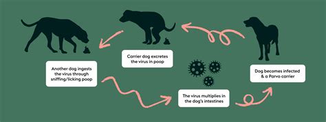 Can 1 Year Old Dog Get Parvo