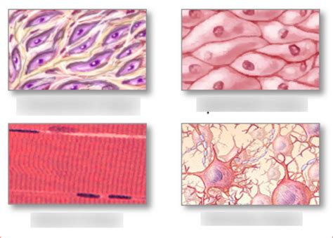 Classification of Tissues 的图像结果