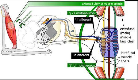 Muscle Spindles - Physiopedia