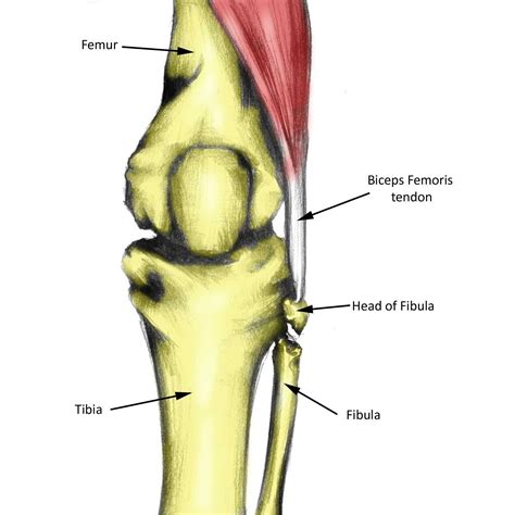 Biceps Femoris Tendon