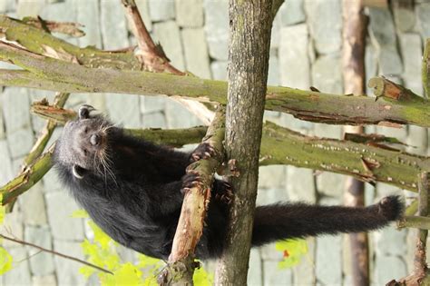ZooLex Image - Binturong