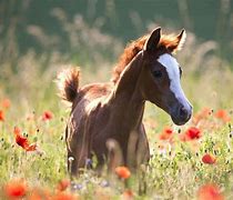 Image result for Spring Baby Farm Animals