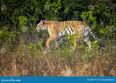 Indian Wild Female Tiger or Panthera Tigris at Jim Corbett National ...