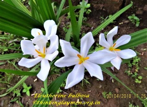 Medicinal Plant Details
