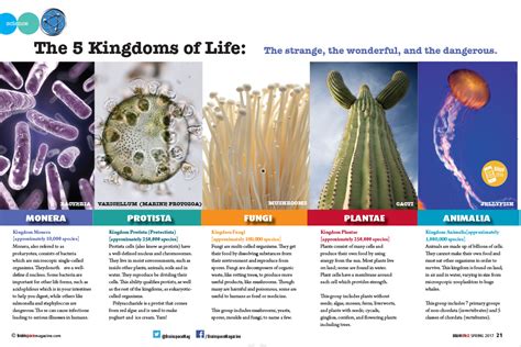 Image result for Five Kingdoms of Life Examples