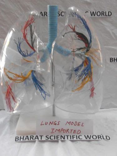 Human Anatomy and Biology Models - Human Torso Model with Removable ...