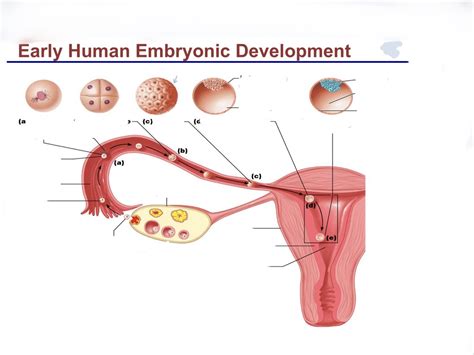 Image result for Early Embryo Development