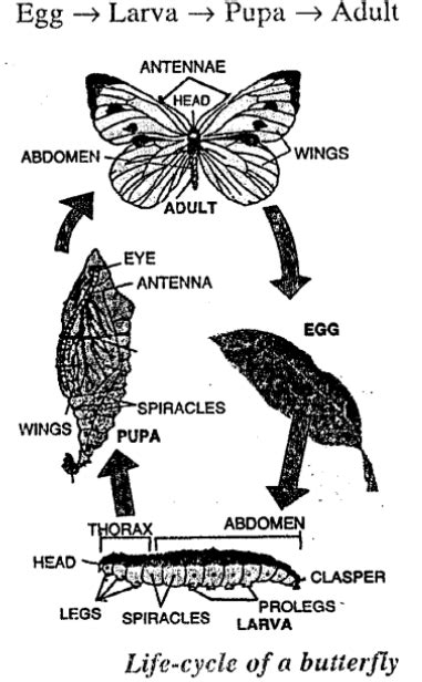 Image result for Reproduction in Humans Class 8 ICSE