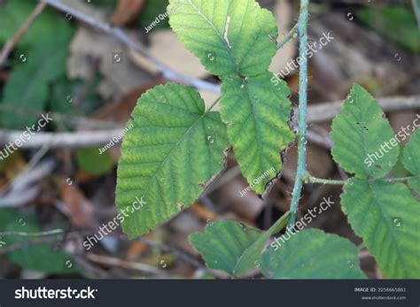 1,413 Proximal Distal Images, Stock Photos & Vectors | Shutterstock