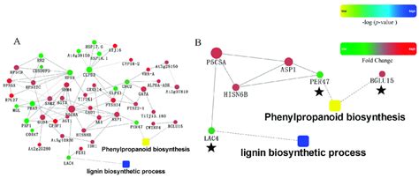 Image result for STRING Protein Interactions