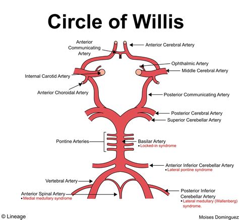 Circle of Willis | Brain Blood Supply and Stroke Protection