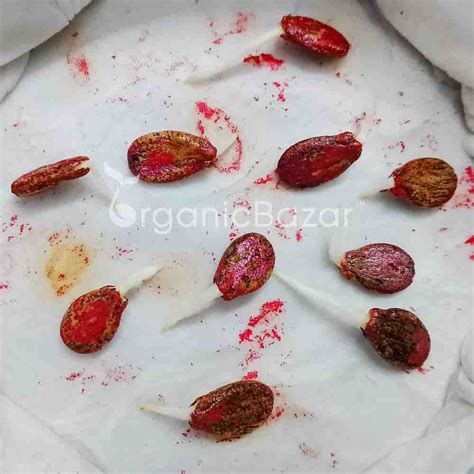 Buy Best Quality Watermelon striped oval Seeds Online