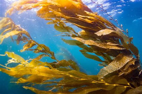 29 Facts About Seaweed - Facts.net