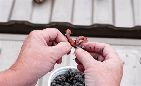 Image result for Shellcracker Fish