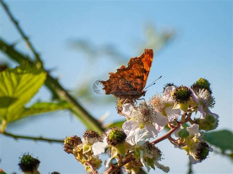 蝴蝶在春天给花授粉高清图片下载-正版图片505748791-摄图网