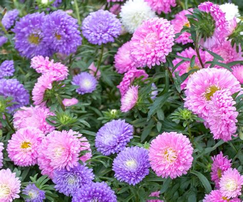 How to grow and care for asters for long-lasting color | Homes and Gardens