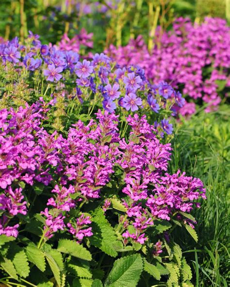 13 Deer-Resistant Perennials That Thrive Without Becoming Lunch