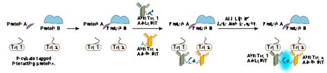 Lumit® Anti-Tag Protein Interaction Reagents | Tagged Protein Interactions