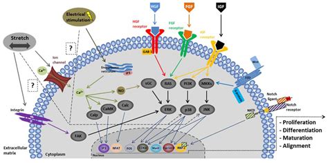 Biomaterials in Tendon and Skeletal Muscle Tissue Engineering: Current ...