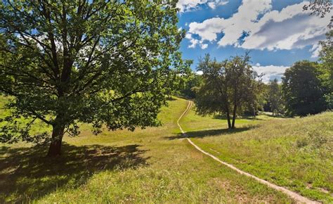 Large pine forest in a botanical park | Premium Photo