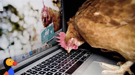 Image result for Hen Using a Computer