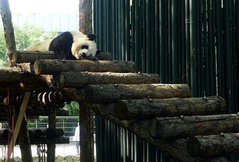 西安秦岭野生动物园回应“虐熊事件”：责成开除当事人_海南频道_凤凰网
