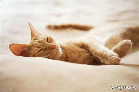 猫是夜行动物吗（宠物猫咪的睡眠时间一般是多少个小时）-满趣屋