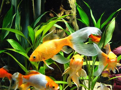Goldfish & Koi fish