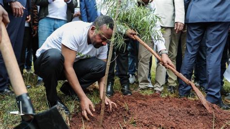 Etiopía siembra 350 millones de árboles en 12 horas para combatir la ...