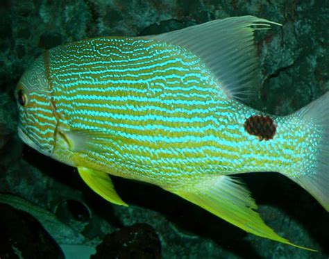 Image result for High Fin Snapper