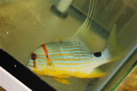 Image result for High Fin Snapper