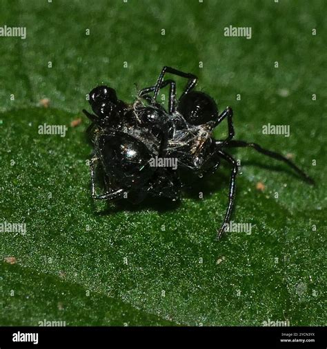 Ant-eating Spiders (Euryopis) Arachnida Stock Photo - Alamy