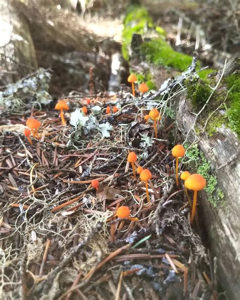 Pemberton Meadows Mushrooms