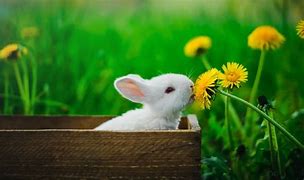 Image result for Springtime Bunnies and Flowers
