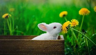 Image result for Spring Day Poster with Flowers and Bunnies