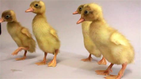 Image result for Ducklings Running