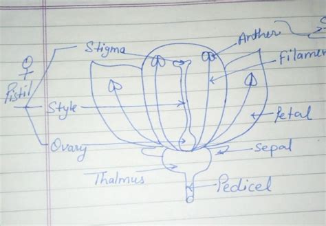 A cross pollinated flowers to be examined and identified and the parts ...