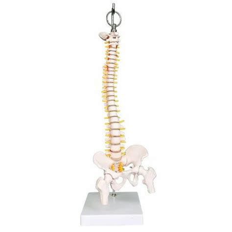 Human Skeleton - Classic Flexible Human Spine Model Manufacturer from ...