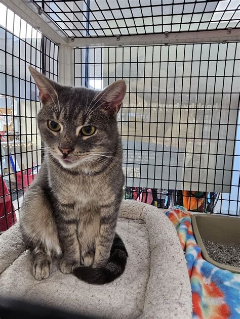 First State Animal Center and SPCA