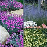 Image result for Rabbits Nesting in Yard