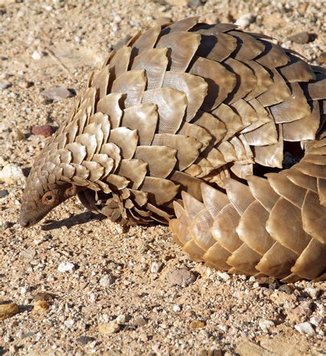 Image result for Pango Animals