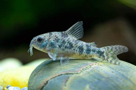 15 Best Cory Catfish Types for Your Aquarium