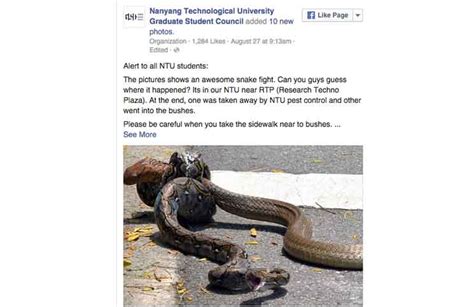 Image result for King Cobra Reticulated Python