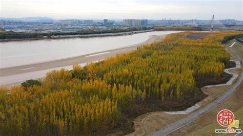 河床“沙画”岸树披金 济南黄河畔形成初冬独特景致 - 济南社会 - 舜网新闻