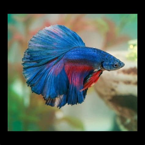 Blue Full Moon Betta Fish