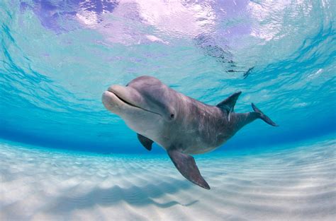 Fact File: Common bottlenose dolphin (Tursiops truncatus) - Australian ...