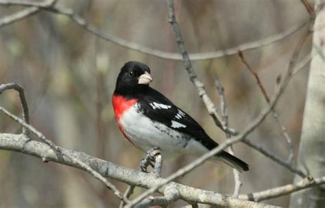 THE SWAG (Waynesville) - B&B Reviews, Photos, Rate Comparison - Tripadvisor