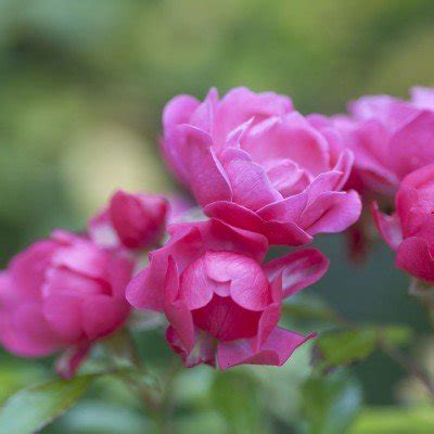 Greater Atlanta Rose Society - SEPT. 2024 Meeting Tickets, Roswell ...