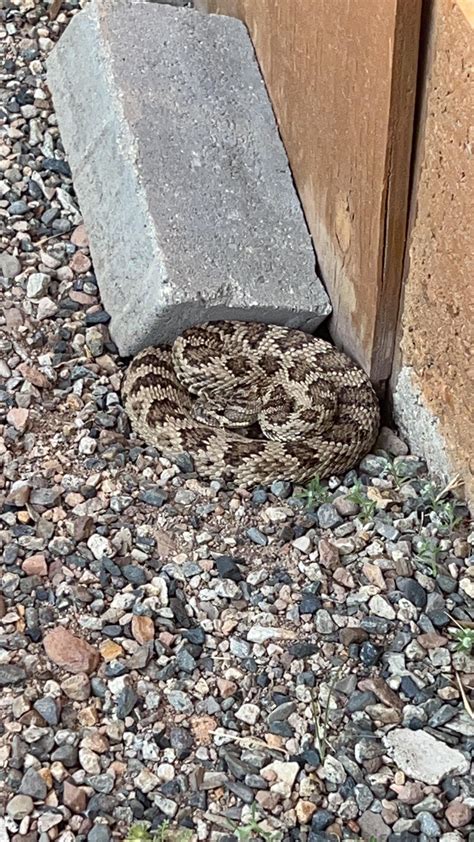 What kind of rattlesnake is this? Seek identified it as a Mohave Green ...